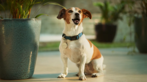 Pra que tanta distância - Repelex 