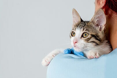 Betnacional quer quebrar a “zica” dos gatos com a seleção