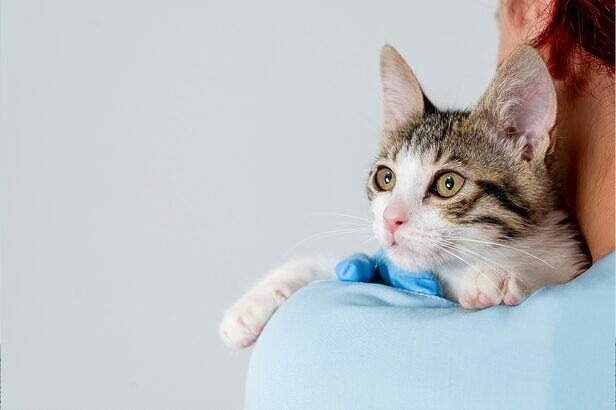 Betnacional custeará cuidados dos gatos acolhidos pelo Instituto Caramelo (Crédito: ArtPhoto21-Shutterstock-AI)