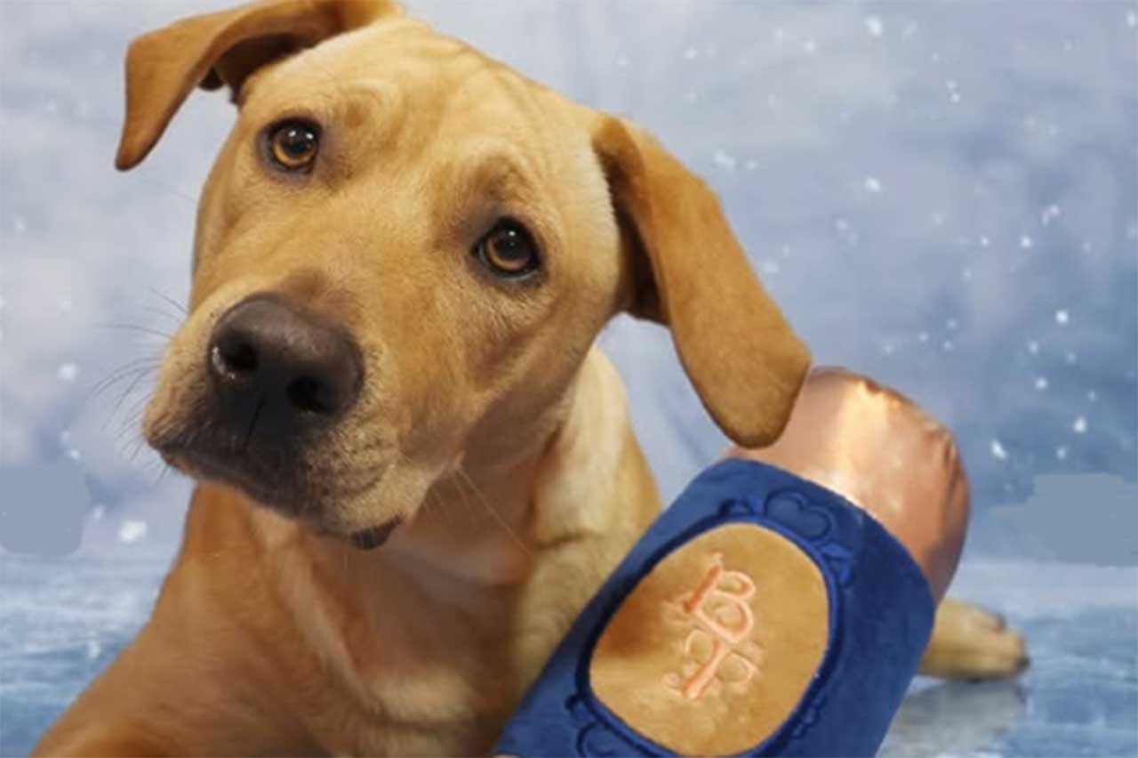 Bruna Tavares Petlove