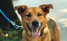 “Pedigree Caramelo”, desenvolvida pela AlmapBBDO para a marca da Mars, somou 33 troféus e 2.880 pontos