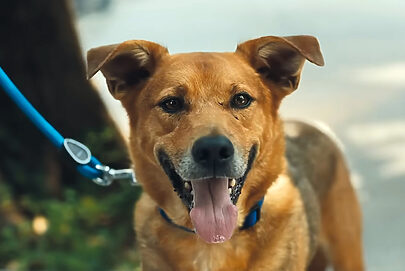 Veja as campanhas mais premiadas de 2025