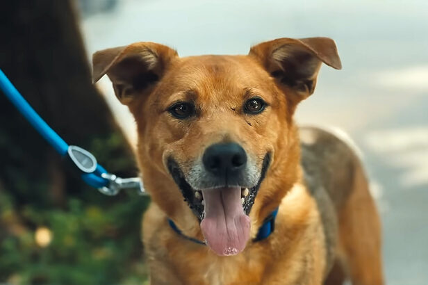 “Pedigree Caramelo”, desenvolvida pela AlmapBBDO para a marca da Mars, somou 33 troféus e 2.880 pontos