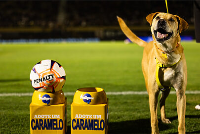 Marcas usam esporte para incentivar adoção de cães
