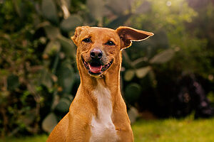 Pedigree escolhe Felca para estimular adoção de cães (Créditos: Divulgação)