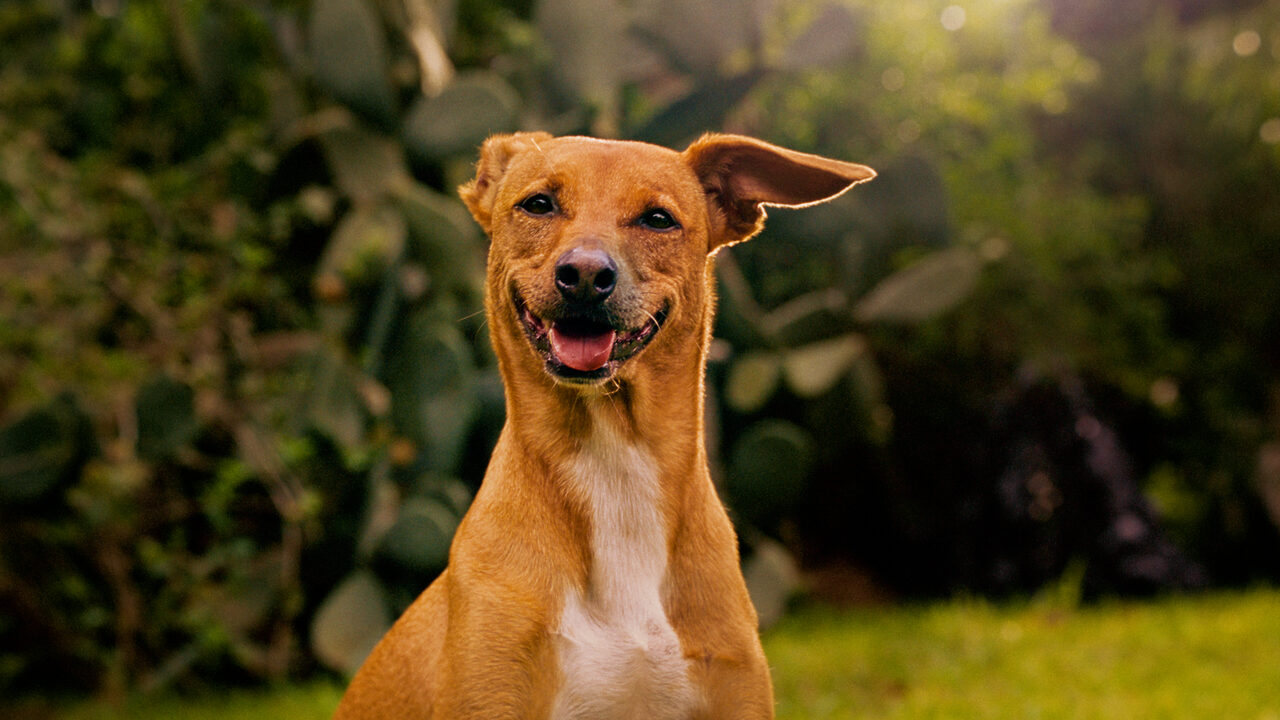 Felca e Pedigree querem usar IA a favor da adoção de animais