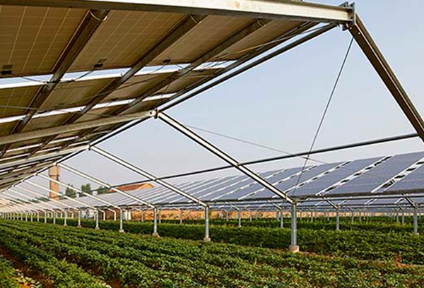 Com o Agrivoltaico, produtores rurais poderão cultivar junto de usinas solares