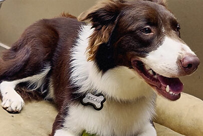 Nestlé dá prêmio a pets que têm nome de produtos