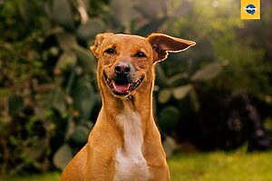 Pedigree | Melhor Amigo AI