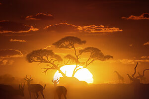 Jeep lança campanha do Renegade com inspiração em O Rei Leão (Créditos: Divulgação)