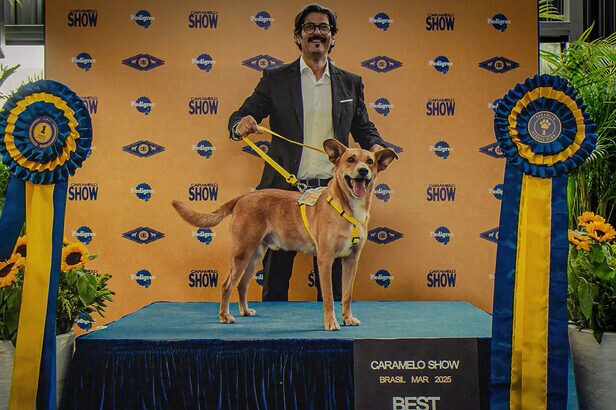 “Pedigree Caramelo”, da Almap para Mars, volta a Cannes e recebe Leões em Creative Effectiveness