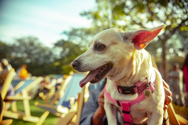 Edição 2026 traz Alexandre Rossi, cinema pet friendly e ações sociais nos dias 25 e 26 de julho (Crédito: Divulgação)