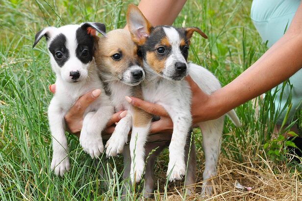 Nova aposta do GNT acompanha encontros emocionantes de adoção e a rotina da apresentadora com seus pets (Crédito:Tetiana Reusche/Shutterstock)