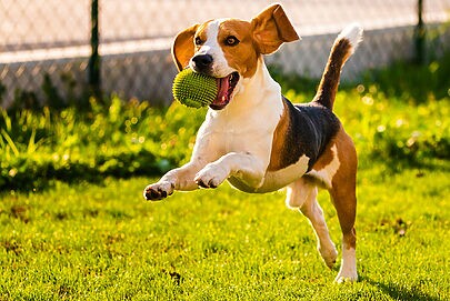 Quais são os planos da Wigow para o “mounjaro para cães”?