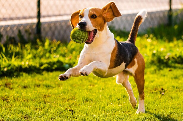 O "monjaro para cães" da Wigow é, na verdade, um suplemento alimentar (Crédito: przemyslaw-iciak-adobestock)